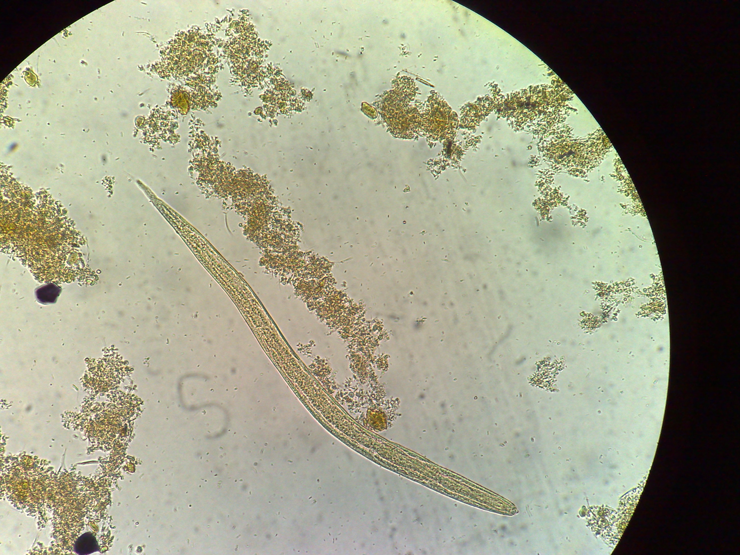 Представитель Семейства Strongyloididae